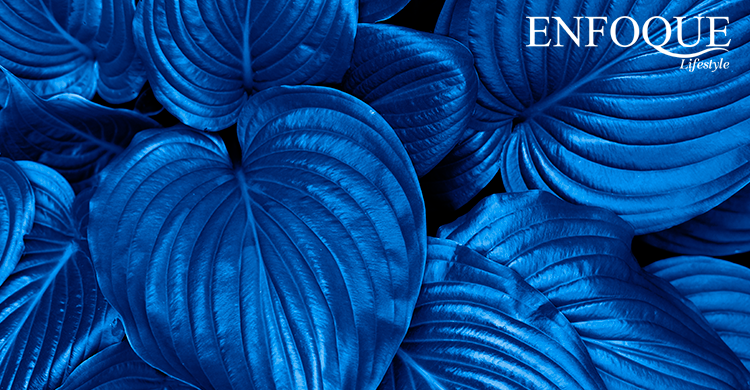 PANTONE 2020 MANTÉNGASE EN TENDENCIA CON ESTAS OCHO ALTERNATIVAS EN CLASSIC BLUE PANTONE 2020 MANTÉNGASE EN TENDENCIA CON ESTAS OCHO ALTERNATIVAS EN CLASSIC BLUE